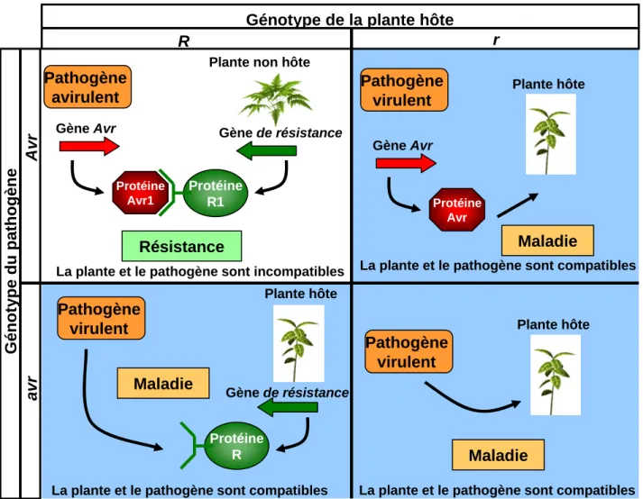 Figure 5 : Représentation de la théorie “Gène pour Gène” de Flor (1971).