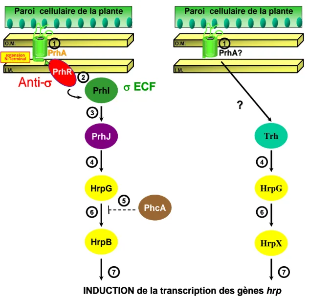 Figure 15 : Modèles de régulation des gènes du système Hrp chez les bactéries 