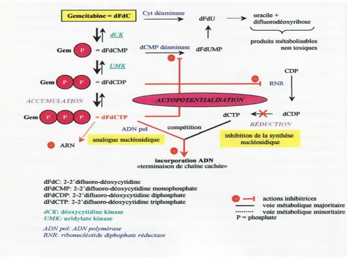 Figure 2- Voies métaboliques et schéma représentatif du mode d’action de la gemcitabine
