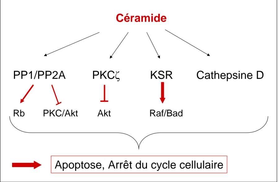 Figure 4- Cibles intracellulaires du céramide
