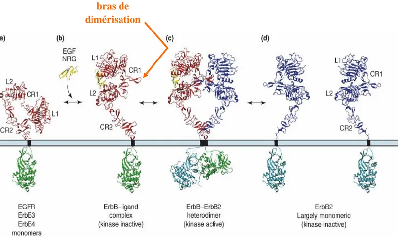 Figure 5: Modèle d'hétérodimérisation du récepteur EGFR ou HER3 ou HER4 (monomère rouge) avec le  récepteur HER2