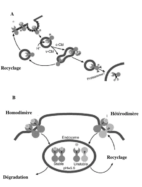 Figure 7: Mécanisme de recyclage des récepteurs de la famille HER. D’après Yarden [207] Recyclage Recyclage Hétérodimère Homodimère A B Dégradation 