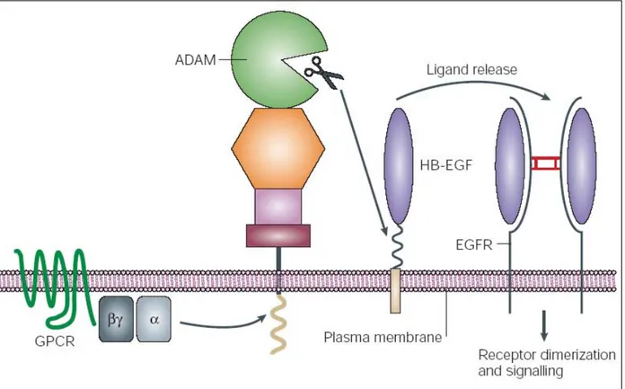 Figure 11 : Rôle des ADAMs dans le clivage de proligands de l’EGFR.  