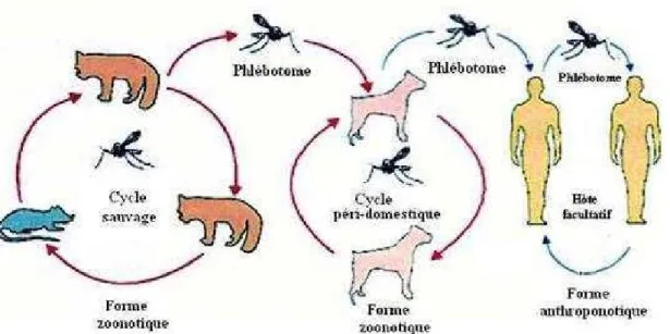 Figure 3 : Cycle épidémiologique de la leishmaniose [Unanleon]. 