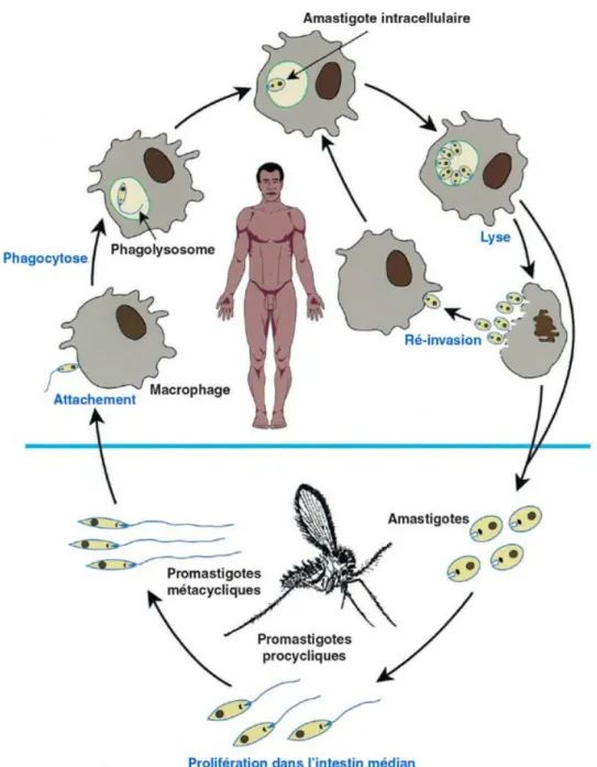 Figure 4 : Cycle biologique du parasite [15] 
