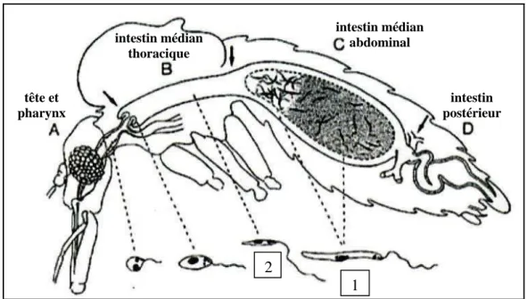Figure 5 : Processus de différentiation au niveau de tube digestif chez le vecteur.   Le sang (zone grise en C) (1 : promastigote nectomonade, 2 : promastigote métacyclique) est 