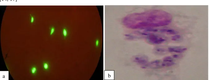 Figure 6 : stages cellulaires de Leishmania. 