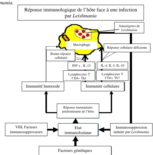 Figure 10 : Modèle de la relation infection-état immunologique[26]. 