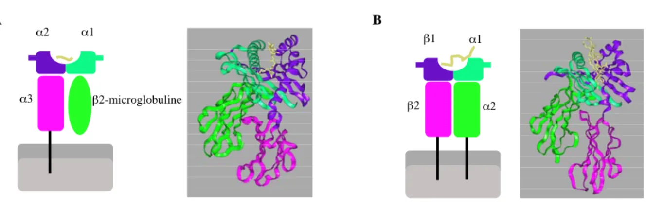 Illustration 1 : Représentations schématiques et structures tridimensionnelles des molécules de CMH  de classe I et II  