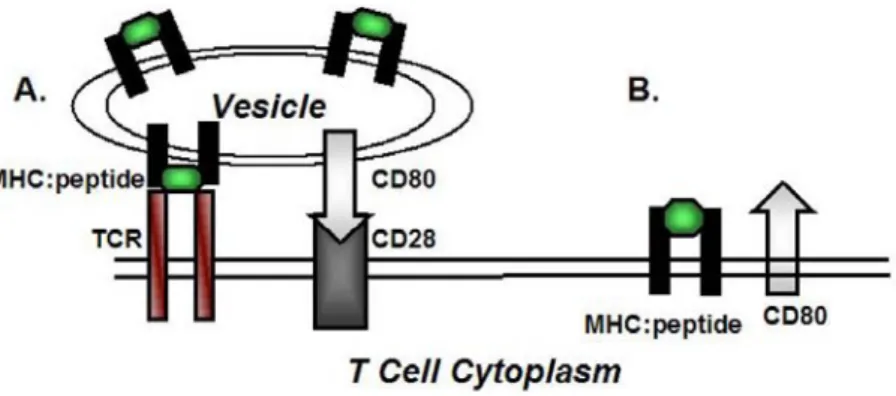 Illustration  13 :  Topologie  potentielle  des  molécules  capturées  par  trogocytose  et  exprimées  à  la  surface des lymphocytes T 