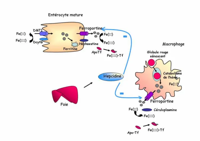Figure 1 : Représentation du mécanisme d’absorption du fer alimentaire et du  recyclage par le macrophage 
