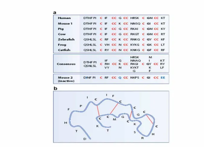 Figure 2 : L’hepcidine (d’après [55]) 