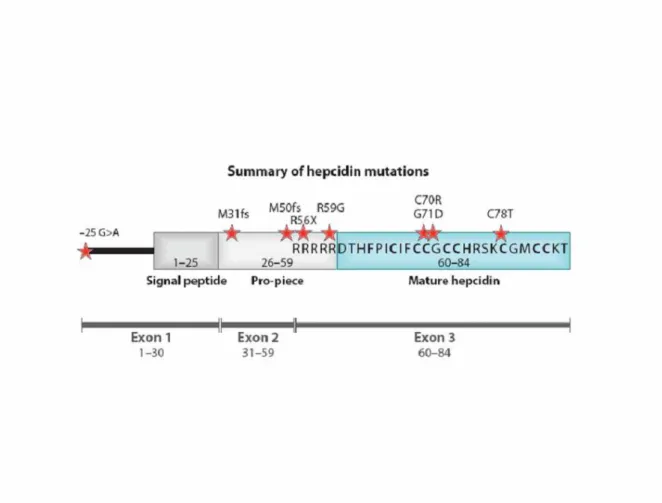 Figure 3 : Les différentes mutations retrouvées dans l’hepcidine (d’après [55]) 