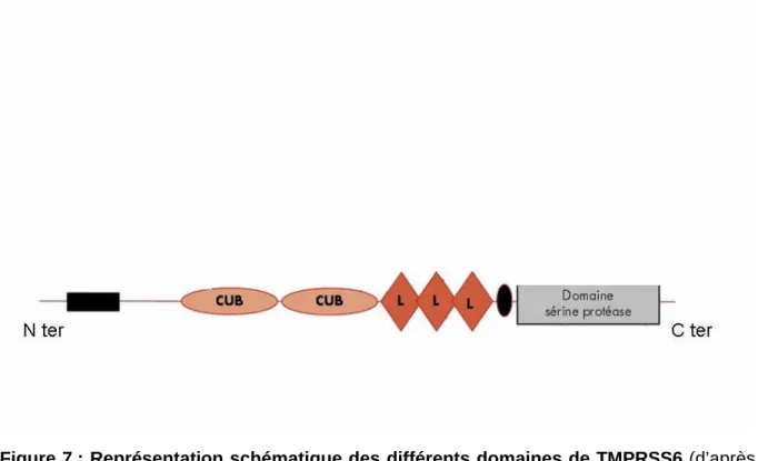 Figure 7 : Représentation schématique des différents domaines de TMPRSS6 (d’après  Beaumont  C