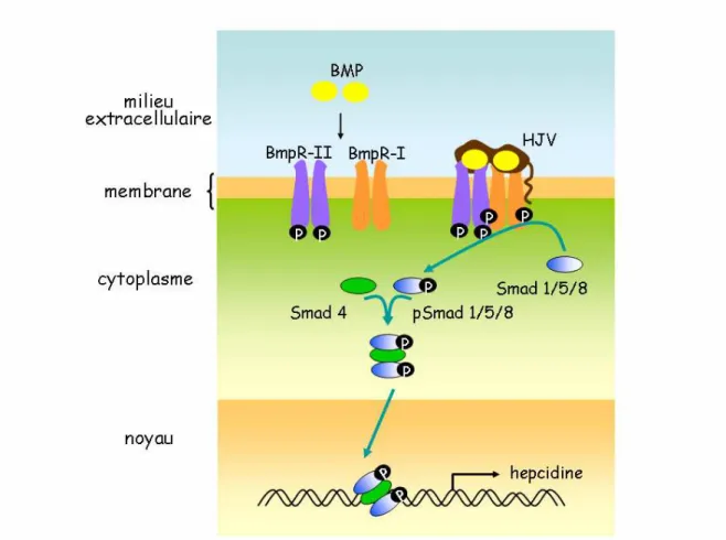 Figure 8 : Représentation de la voie de signalisation des « Bone Morphogenetic  Protein » 