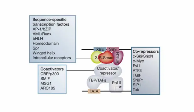 Figure 10 : Mécanisme d’activation de la transcription par les protéines R-Smads  (d’après [99]) 