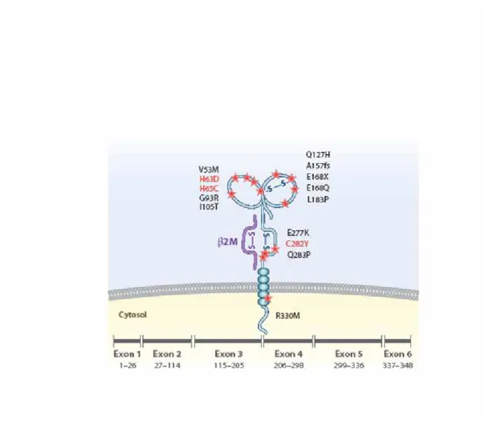 Figure 12 : Représentation schématique de la structure de la molécule HFE (d’après  [55]) 