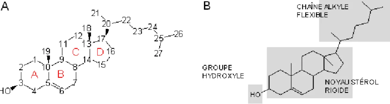 Figure 1. Structure du cholestérol. A : Numérotation des atomes de carbone. B : Eléments structuraux 