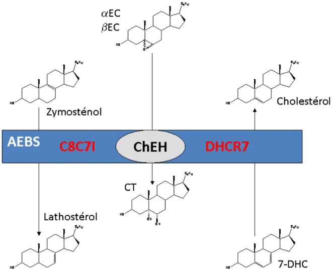 Figure 25. Bilan des activités enzymatiques portées par le complexe AEBS. (Kedjouar, 2004 ; article 2) 