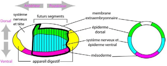 Figure 3 : Territoires embryonnaires présomptifs. 