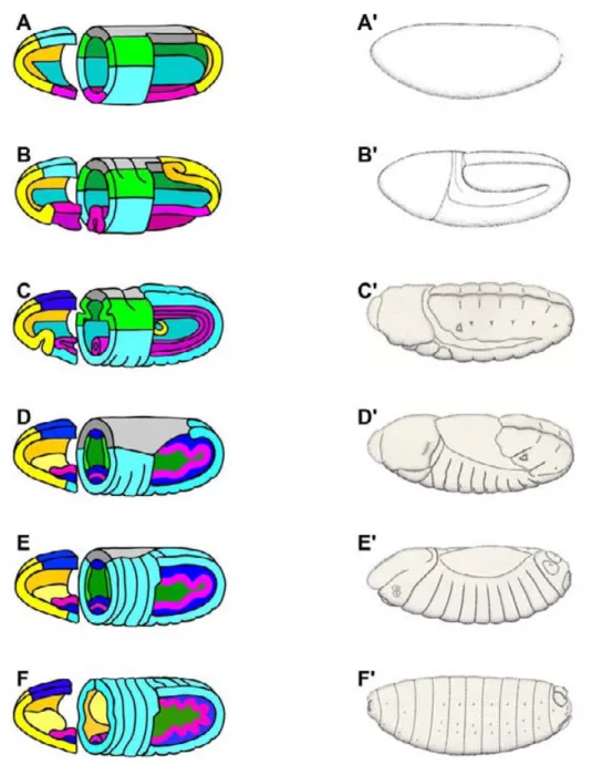 Figure 4 : Représentation schématique des mouvements morphogénétiques et de la  formation de l’épiderne