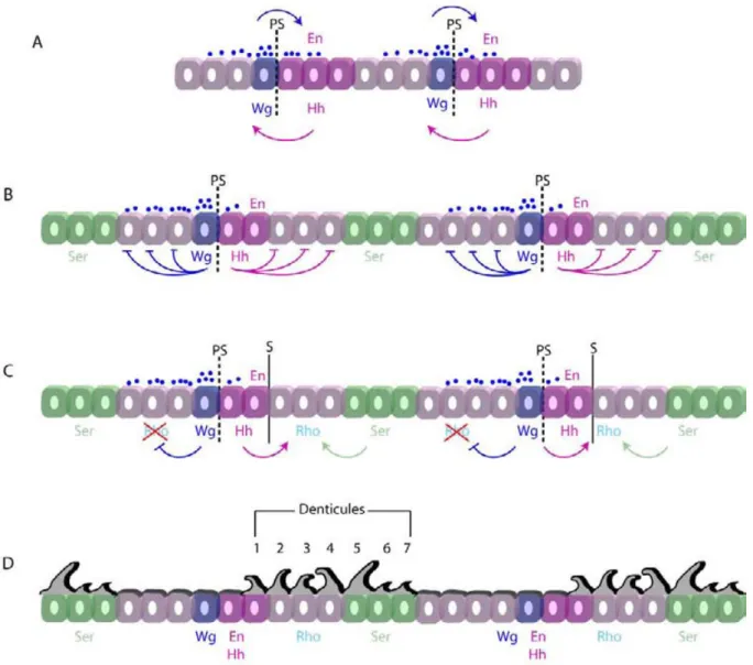 Figure 7 : La signalisation intrasegmentaire dans l’épiderme embryonnaire ventral. 