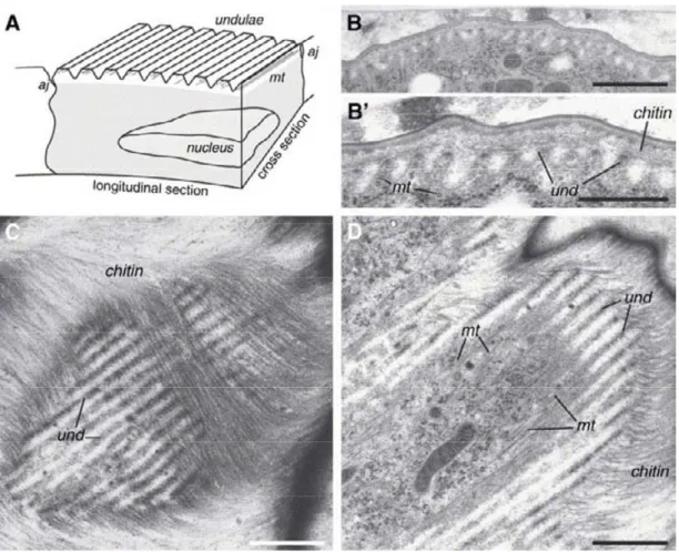 Figure 10 : Les undulae sont formés à la surface apicale des cellules épidermiques. 