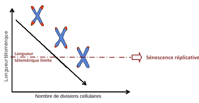 Figure 2 : le télomère = horloge biologique? 