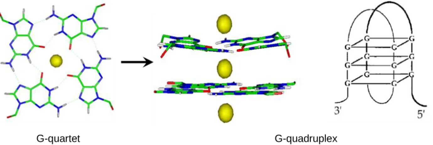 Figure 16 : G-quadruplex 