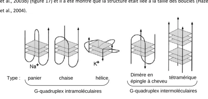 Figure 17 : structures des G-quadruplex 