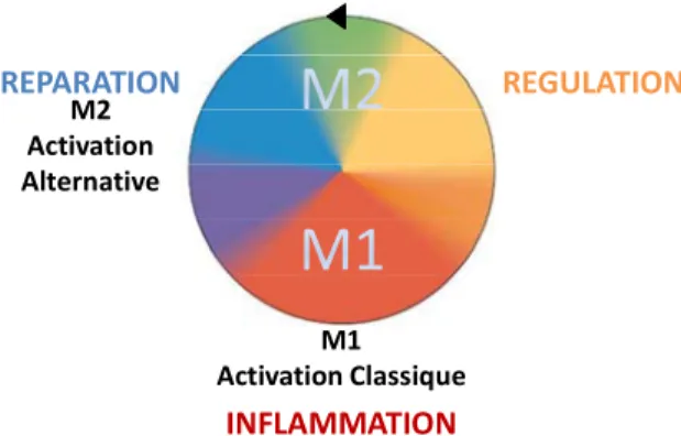 Figure  1.  Spectre  d'activation  des  macrophages.  (D'après  D.Mosser,  2008) 