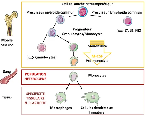 Figure 2. Origine et différenciation des monocytes-macrophages. 