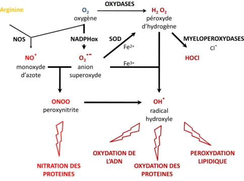 Figure 3. Les espèces réactives de l'oxygène et l'azote. (D'après A.Favier, 2003) 