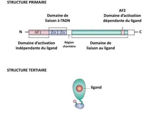 Figure 8. Structures des récepteurs nucléaires PPARs. (C.K. Glass, 2006) 