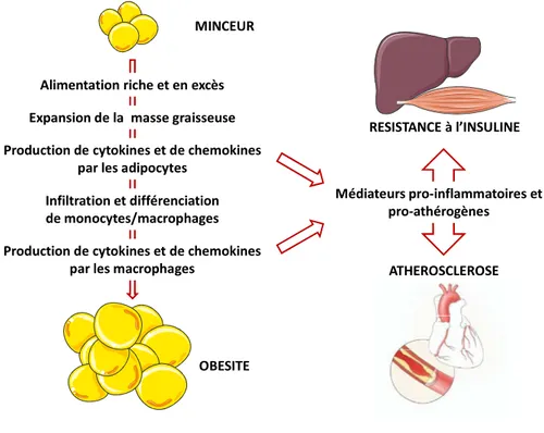 Figure  9.  Mécanismes  potentiels  de  l'inflammation  induite  dans  un  contexte  d'obésité,  implication  des  macrophages