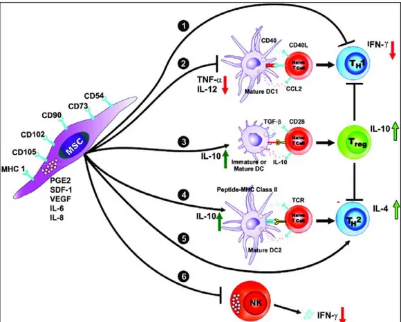 Figure 4 : Effet immunomodulateur des CSMs (Aggarwal and Pittenger 2005) 