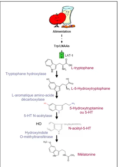 Figure 12 : Synthèse de la sérotonine 
