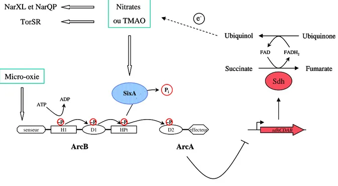 Figure 4. Régulation du système ArcB-ArcA d’E. coli par une phosphohistidine-phosphatase, SixA.