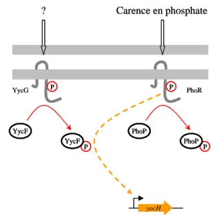 Figure 12. Cross-phosphorylation entre les  phosphorelais NarX-NarL et NarQ-NarP d’E. 