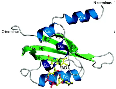 Figure 21. Exemple de la structure tertiaire du domaine PAS de NifL d’Azotobacter vinelandii