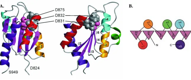 Figure 23. Structure tertiaire du domaine RcsC ABL d’E. coli. A. Représentation tridimensionnelle
