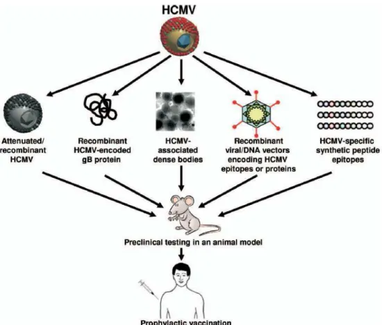 Figure  3 :  Les  différentes  stratégies  de  vaccination  développées  contre  le  HCMV