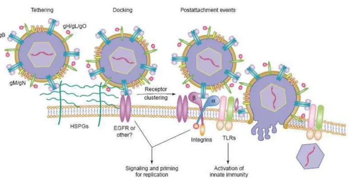 Figure 7 : Illustration du mécanisme général d’entrée du HCMV dans les cellules (Compton, 2004)