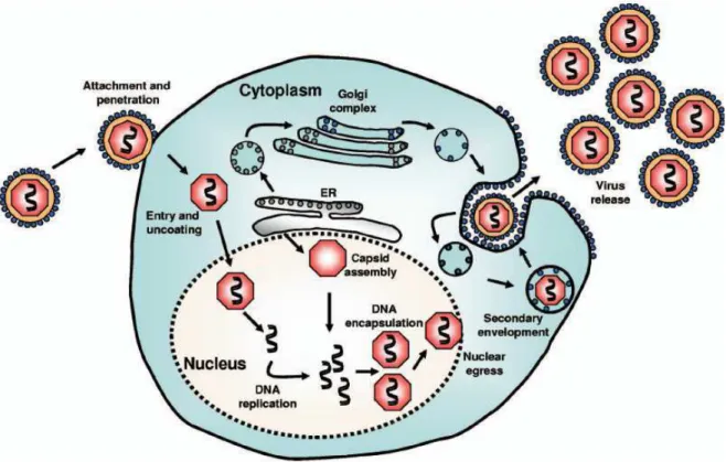 Figure 9 : Cycle de réplication du HCMV dans la cellule d’après (Crough and Khanna, 2009) 
