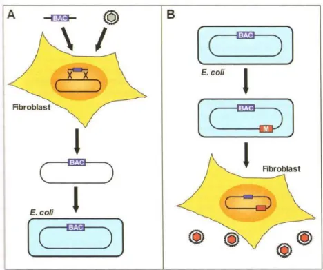 Figure  12 :  Principe  de  la  technique  BAC.  (A)  Le  clonage  du  génome  HCMV  dans  le  BAC