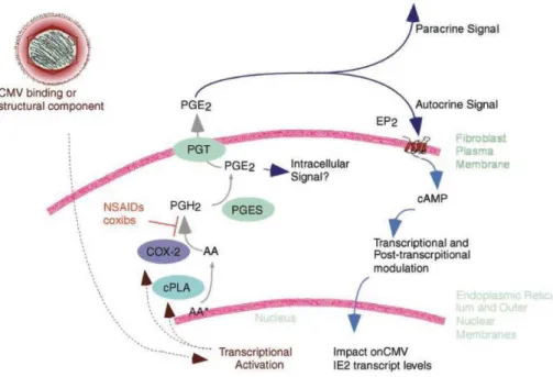 Figure  13 :  Schéma  proposé  pour  l’implication  de  COX-2  et  de  l’AMPc  dans  la  régulation  de 