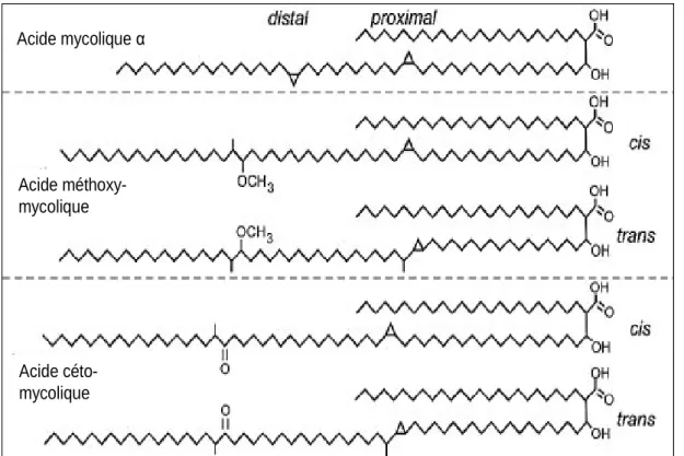 Figure 10 : Structures des acides mycoliques de Mycobacterium tuberculosis (acides α-, kéto- et méthoxy- méthoxy-mycoliques)