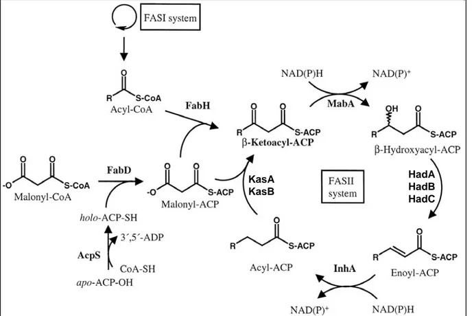 Figure 13 : Schéma du système FAS-II impliqué dans la voie de biosynthèse des acides mycoliques (adapté  de Schaeffer et al., 2001)