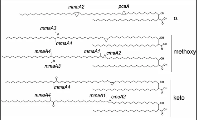 Figure  16 :  Les  différentes  classes  d’acides  mycoliques  chez  Mtu  et  la  position  (distale  ou  proximale)  d’intervention des différentes méthyltransférases
