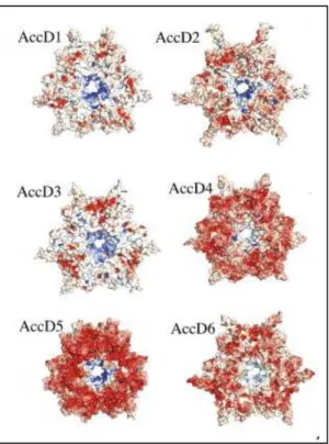 Figure  19 :  Structures  des  différentes  ACCases  de  Mtu.  La  surface  de  chaque  protéine  est  colorée  en  fonction des charges électrostatiques relatives (Holton et al., 2006)